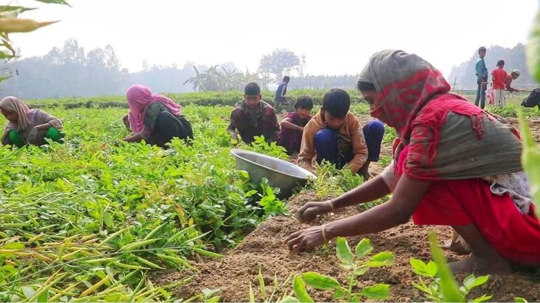 এক কাপ চায়ের দামে মিলছে এক কেজি আলু, হিসাব মেলাতে হিমশিম খাছ