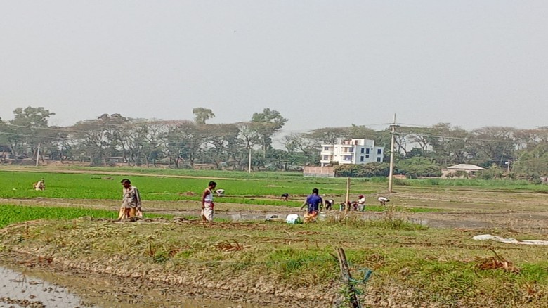 পাবনা জেলায় এবার ব্যাপক হার  ইরি ও বোরো ধান রোপণ