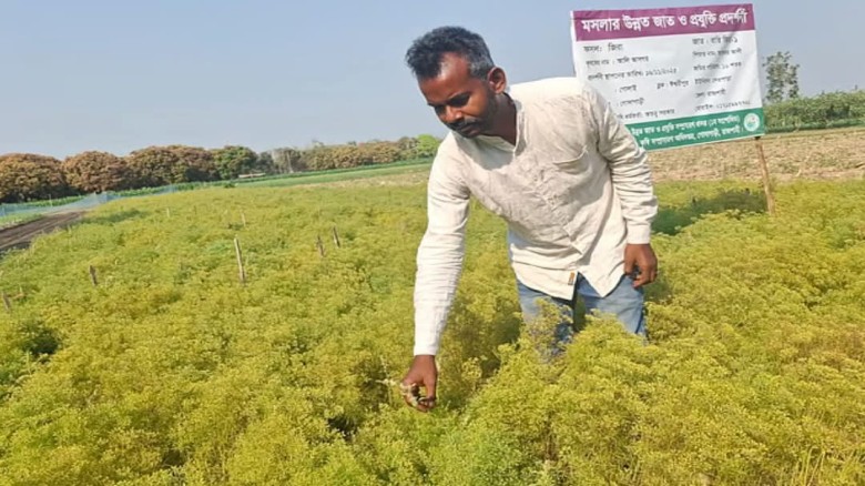 বরেন্দ্র অঞ্চলে ফলনে লক্ষ্যমাত্রা ছাড়িয়ে যাচ্ছে বারি জিরা-১