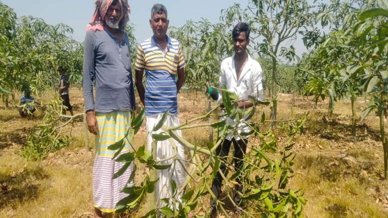 নাচোলে রাতের আঁধারে আম গাছ কর্তন ও মাছ চুরি- থানায় অভিযোগ