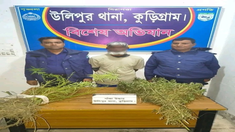 কুড়িগ্রামের উলিপুরে গাঁজার গাছসহ ১ জন মাদক কারবারিকে গ্রেফতা