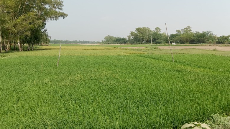 পাবনায় খাসচরে খাল খননের উদ্যোগে তিন ফসলি আবাদি জমি হুমকিতে ক