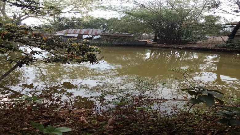 নিষেধাজ্ঞা থাকা সত্বেও পুকুরের মাছ হরিলুটের অভিযোগ