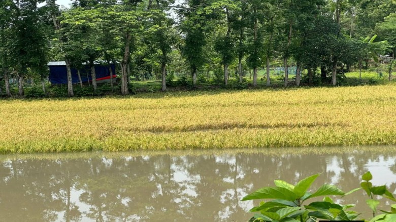 টানা বৃষ্টিতে ডুবেছে ধান, সরকারি সহায়তার অপেক্ষায় শ্রীপুরের 