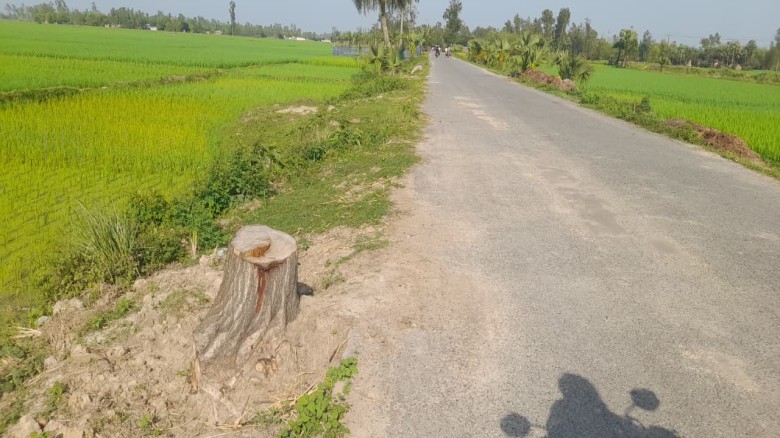 জয়পুরহাটের কালাইয়ে সামাজিক বনায়নের শতাধিক গাছ নিধন, ক্ষোভ স