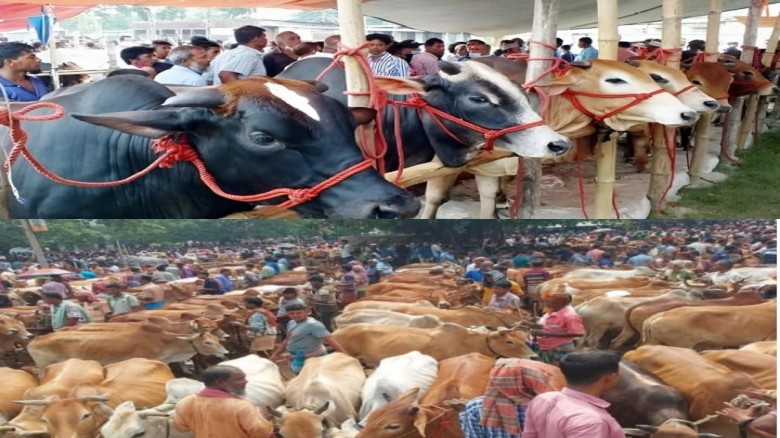 নাসিরনগরে জমে উঠেছে কোরবানির পশুর হাট,  বাজারে দেশী মাঝারি গ