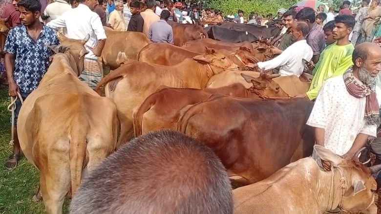 বাগমারায় ঈদুল আযহা উপলক্ষে কুরবানী পশুর জমজমাট জমে উঠেছে।