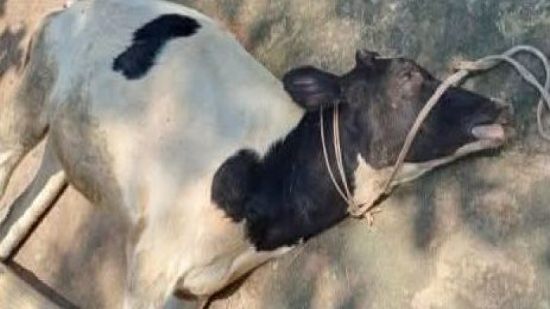তানোরে কথিত প্রাণী চিকিৎসকের চিকিৎসায় দুই গরুর মৃত্যু