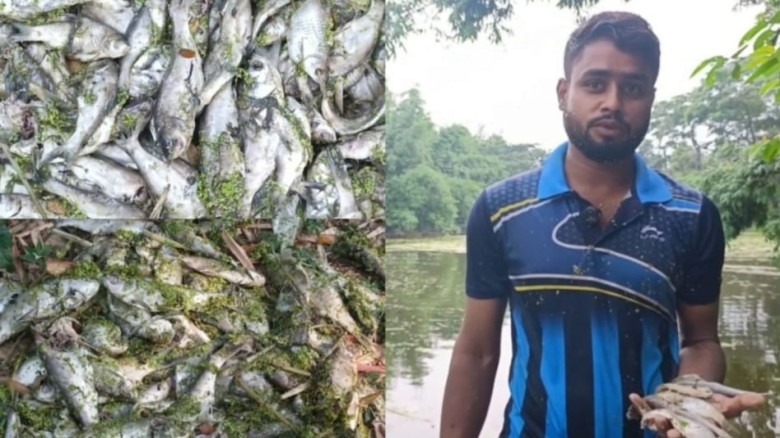 ঘোড়াশালে পুকুরে বিষ প্রয়োগ: ৫ লাখ টাকার মাছ নিধন, নিঃস্ব তরু
