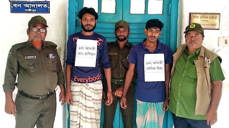 গাজীপুর শ্রীপুরে সংরক্ষিত বন থেকে গজারি গাছ কাটার সময় আটক ২