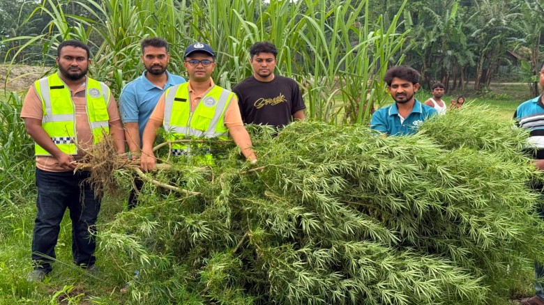 কুড়িগ্রামে মরিচ ক্ষেতে ১০ ফুট গাঁজা গাছ, পুলিশের অভিযানে জব